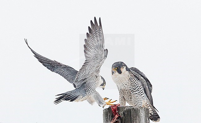 Peregrine (Falco peregrinus) Canada January 2017 stock-image by Agami/Markus Varesvuo,