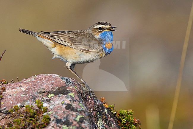 Bluethroat (Luscinia svecica), adult standing on a rock stock-image by Agami/Saverio Gatto,