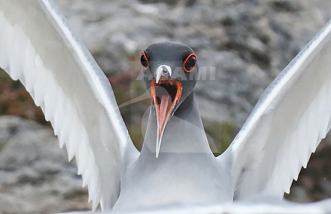 Calling adult Swallow-tailed Gull (Creagrus furcatus) on the Galapagos islands, Ecuador. stock-image by Agami/Dani Lopez-Velasco,