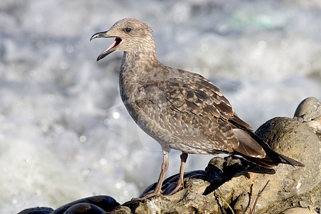 Onvolwassen Atlantische Geelpootmeeuw; Immature Atlantic Yellow-legged Gull stock-image by Agami/Daniele Occhiato,