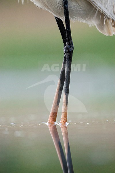 Kleine Zilverreiger poten; Little Egret legs stock-image by Agami/Marc Guyt,