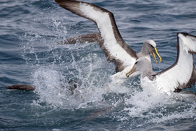 Adult Northern Buller's Albatross (Thalassarche bulleri platei) fighting with Salvin’s Albatross (front) during a feeding frenzy off the Chatham Islands, New Zealand. stock-image by Agami/Marc Guyt,