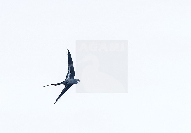 Moustached Treeswift (Hemiprocne mystacea) Kolombangara island in the Solomon Islands. stock-image by Agami/Marc Guyt,