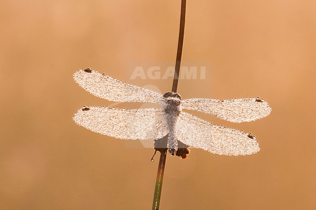 Zwarte Heidelibel, Black Darter stock-image by Agami/Theo Douma,