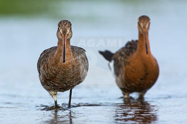 Grutto, Black-tailed Godwit, Limosa limosa stock-image by Agami/Hans Germeraad,