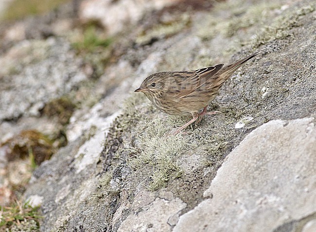 First-winter Lanceolated Warbler (Locustella lanceolata) during autumn migration on a Scottish Island in Great Britain. stock-image by Agami/Michael McKee,