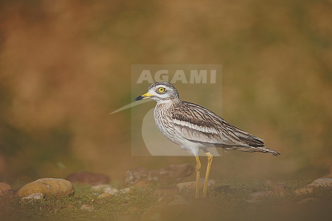 Eurasian Stone-curlew (Burhinus oedicnemus) taken the 12/05/2025 at Saint-Martin de Crau - France. stock-image by Agami/Nicolas Bastide,