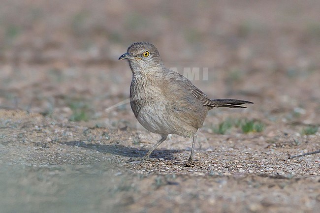 Cactusspotlijster, Bendire's Thrasher, Toxostoma bendirei stock-image by Agami/Dubi Shapiro,