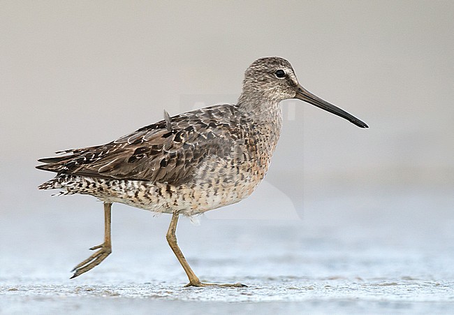 Adult Short-billed Dowitcher (Limnodromus griseus griseus) standing in August on Plymouth Beach in Plymouth, Massachusetts, United States stock-image by Agami/Ian Davies,