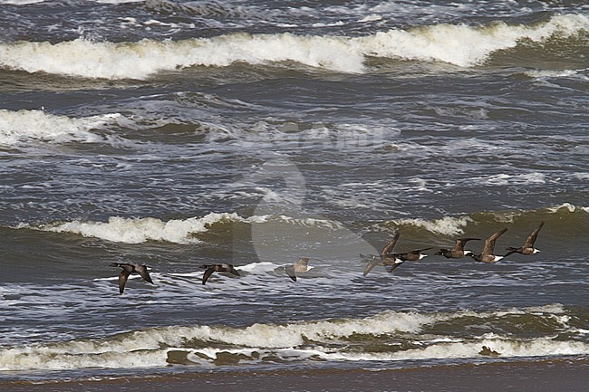 Rotgans groep vliegend boven branding van Noordzee; Dark-bellied Goose flock flying over surf of North Sea stock-image by Agami/Menno van Duijn,