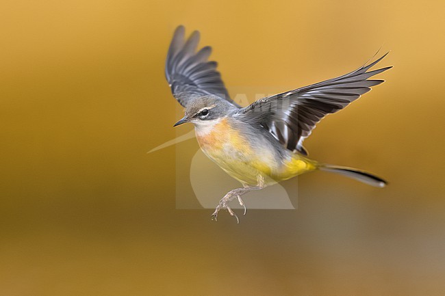 Grey Wagtail, Motacilla cinerea, in Italy. stock-image by Agami/Daniele Occhiato,