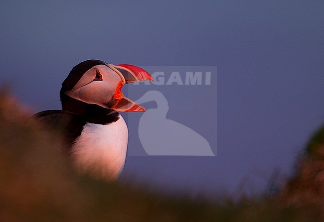 Portret Papegaaiduiker, Close-up Atlantic Puffin stock-image by Agami/Danny Green,
