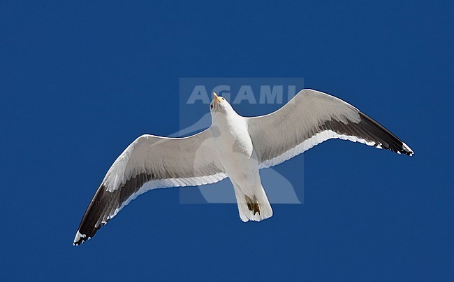  stock-image by Agami/Marc Guyt,
