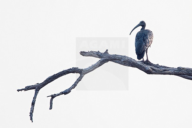 Reuzenibis, Giant Ibis, Pseudibis gigantea stock-image by Agami/Dubi Shapiro,
