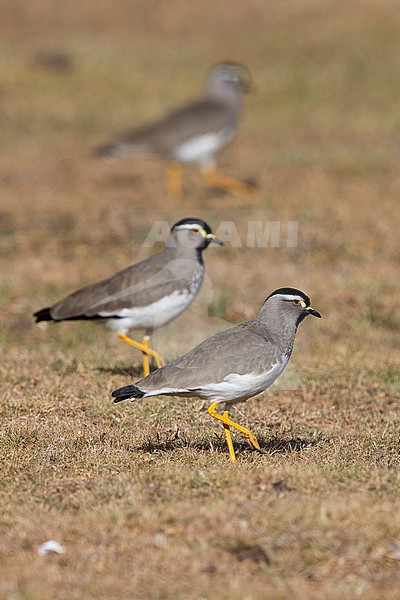 flock of resting Spot-breasted Lapwing (Vanellus melanocephalus) found at Gaysay plains in ethiopian highlands of Bale Mountains stock-image by Agami/Mathias Putze,