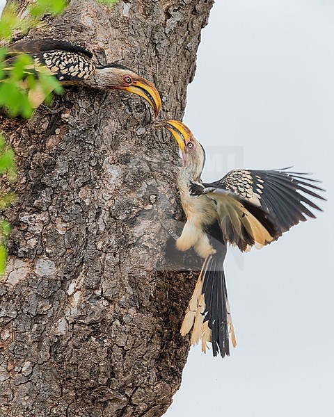 Southern Yellow-billed Hornbill (Lamprotornis leucomelas), a couple closing the entrance of the nest with mud, Mpumalanga, South Africa stock-image by Agami/Saverio Gatto,