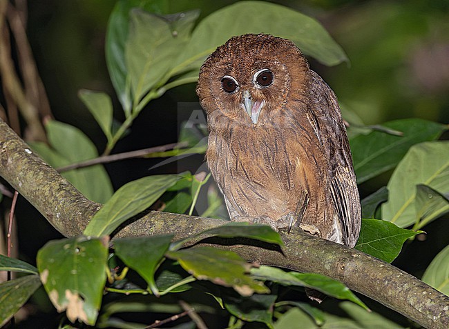 Jamaican owl (Asio grammicus) on Jaimaca. stock-image by Agami/Pete Morris,