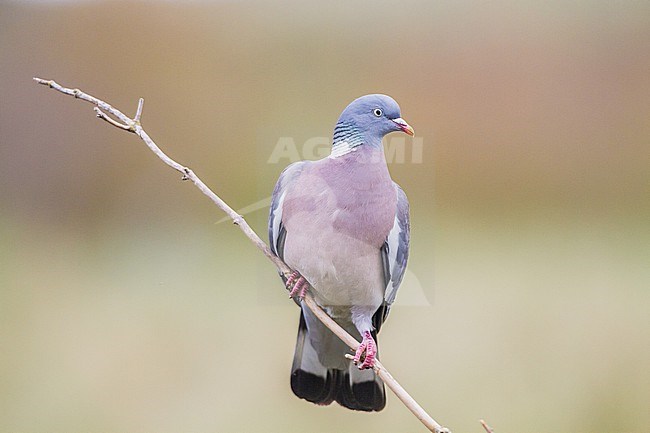 Houtduif, Common Wood Pigeon, Columba palumbus stock-image by Agami/Menno van Duijn,