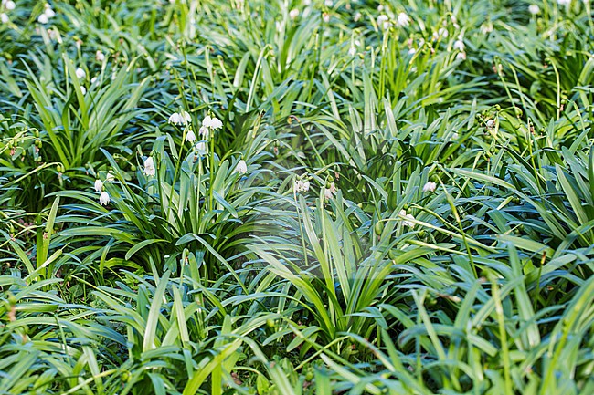 Spring Snowflake leaves stock-image by Agami/Wil Leurs,