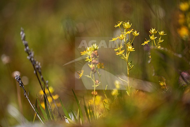 Yellow mountain saxifrage, Saxifraga aizoides stock-image by Agami/Wil Leurs,