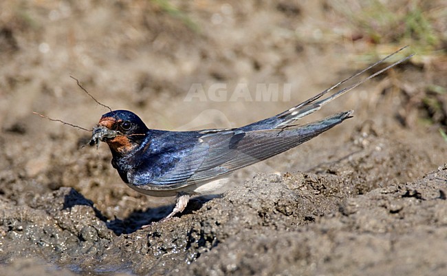 Boerenzwaluw modder verzamelend voor zijn nest; Barn Swallow gathering mud for its nest stock-image by Agami/Marc Guyt,