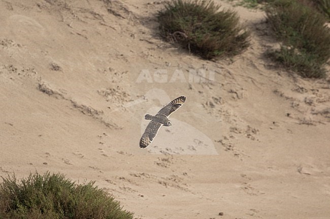 Short-eared Owl encounter in coastel dunes betwee Katwijk and Noordwijk, the Netherlands in fall stock-image by Agami/Arnold Meijer,