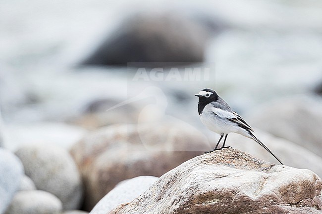 Masked Wagtail, Motacilla (alba) personata, Tajikistan, adult male. stock-image by Agami/Ralph Martin,