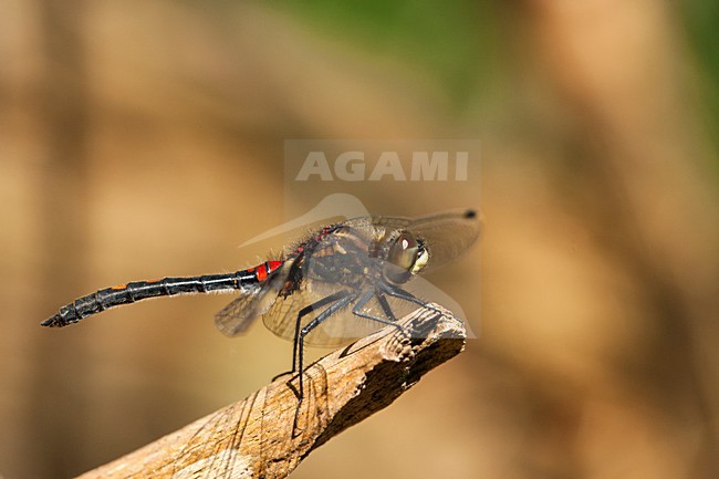 Mannetje Venwitsnuitlibel, Male Leucorrhinia dubia stock-image by Agami/Wil Leurs,