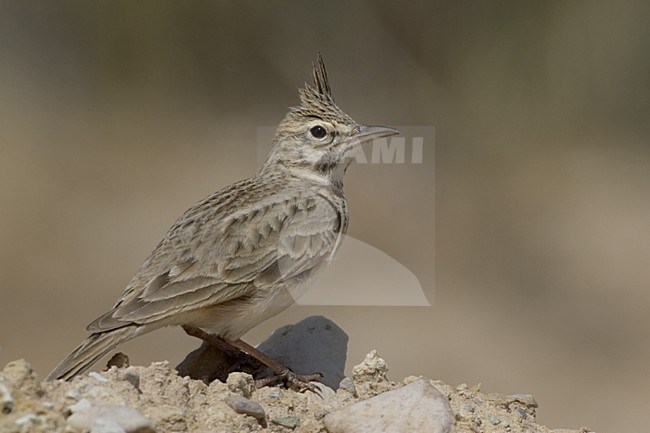 Crested Lark; Kuifleeuwerik stock-image by Agami/Daniele Occhiato,