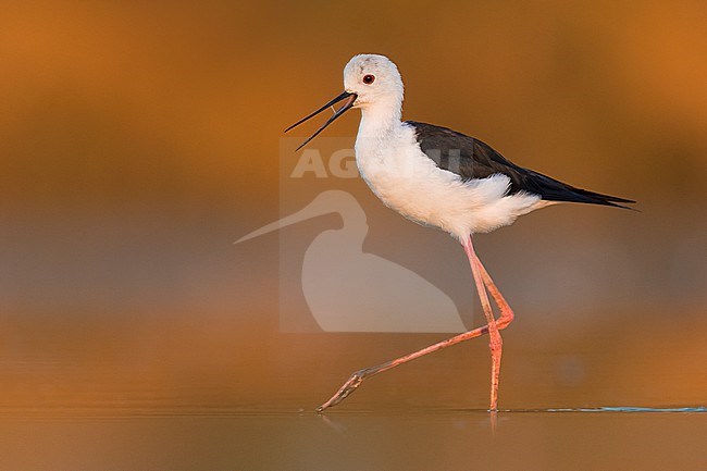 Adult Black-winged Stilt (Himantopus himantopus) standing in shallow water in Italy. Calling. stock-image by Agami/Daniele Occhiato,