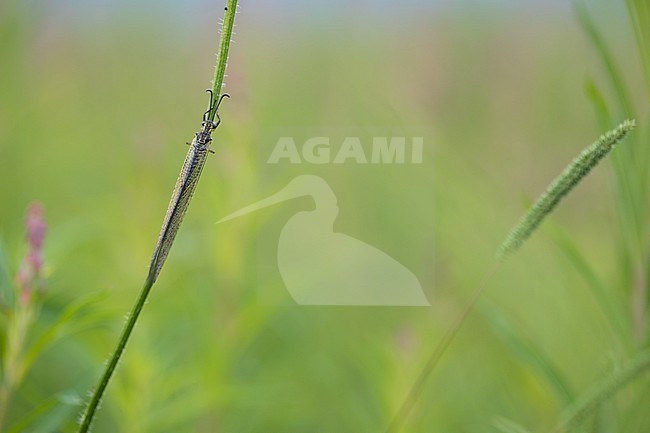 Myrmeleontidae - Antlion lacewings - Ameisenjungfer, Russia (Baikal), imago stock-image by Agami/Ralph Martin,