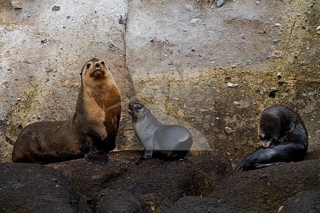 Subantarctische zeebeer met jongen, Subantarctic Fur seal with pups stock-image by Agami/Menno van Duijn,