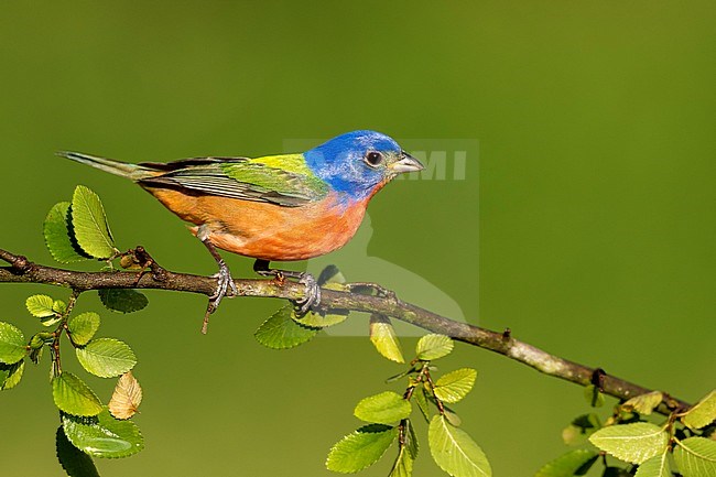 Adult male Painted Bunting (Passerina ciris) perched on a branch in Galveston County, Texas, United States, during spring migration. stock-image by Agami/Brian E Small,
