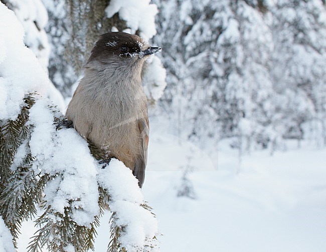 Taigagaai in besneeuwde boom, Siberian Jay in snow covered tree stock-image by Agami/Markus Varesvuo,