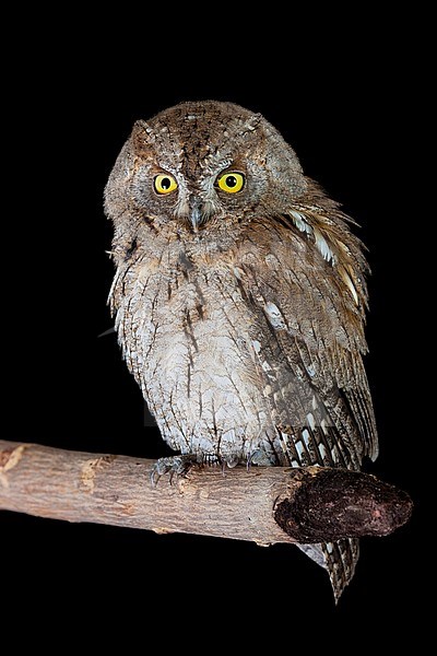 Brown morph adult Eurasian Scops Owl (Otus scops), perched on a branch. Seen from the front. stock-image by Agami/Saverio Gatto,