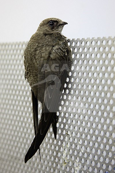 Vagrant first-winter Pallid Swift (Apus pallidus) taken into care in the Netherlands. stock-image by Agami/Chris van Rijswijk,