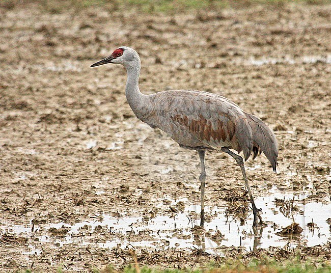 Sandhill Crane (Grus canadensis) wintering in Japan. stock-image by Agami/Pete Morris,