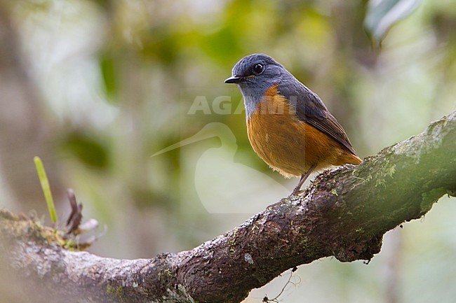 Male Forest Rock Thrush (Monticola sharpei) perched on a branch stock-image by Agami/Dubi Shapiro,