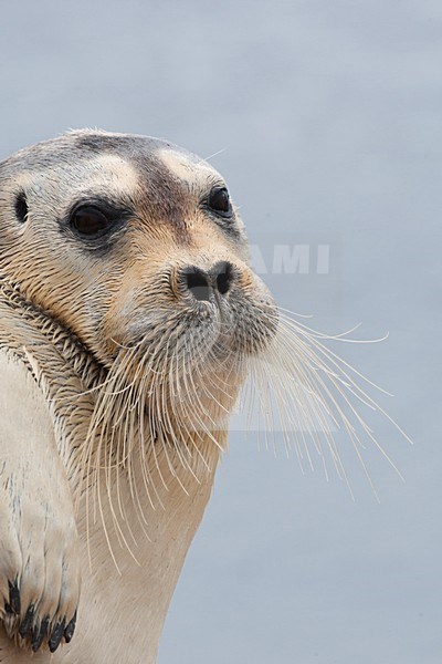 Baardrob, Bearded seal, Erignatus barbatus stock-image by Agami/Hugh Harrop,