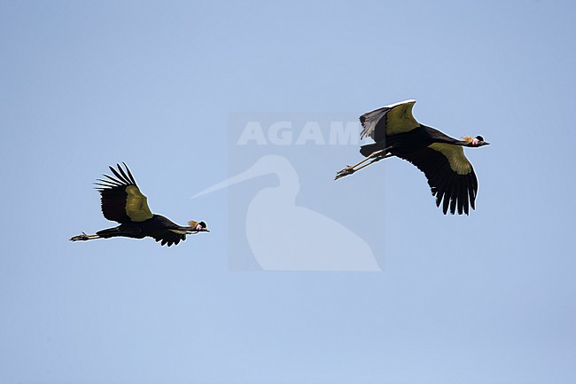 couple of Black Crowned Cranes (Balearica pavonina) in flight, found at Alemgono Wetland in Kafa Biosphere Reserve in Ethiopia stock-image by Agami/Mathias Putze,