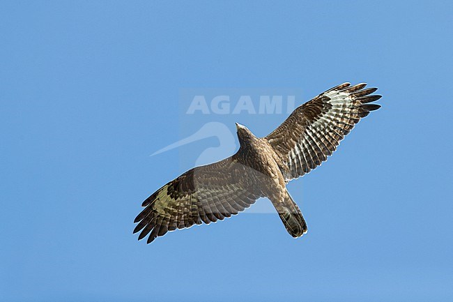 Dark morph European Honey Buzzard (Pernis apivorus), 1st year on migration above Falsterbo, Sweden stock-image by Agami/Mathias Putze,
