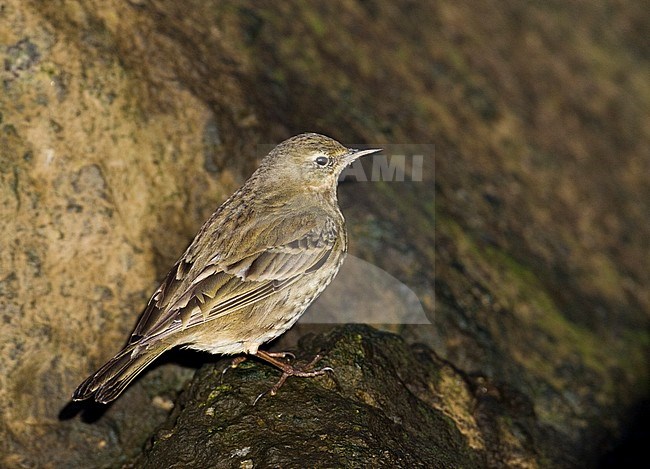 Rock Pipit (Anthus petrosus littoralis) wintering along the southern pier in Ijmuiden in the Netherlands. stock-image by Agami/Marc Guyt,