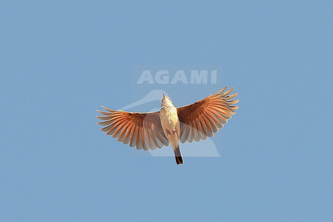 Foxy Lark (Calendulauda africanoides alopex) in flight, a species found in east-central Africa.
Subspecies of Fawn-colored Lark. stock-image by Agami/Laurens Steijn,