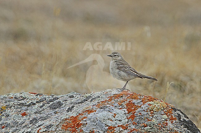 Blakiston's Water Pipit, Anthus spinoletta blakistoni, in Mongolia. stock-image by Agami/James Eaton,