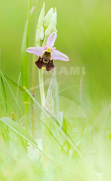 Hommelorchis, Late spider orchid stock-image by Agami/Wil Leurs,