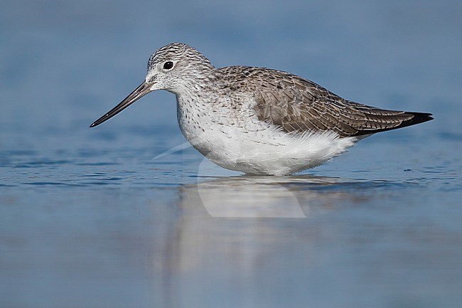 Greenshank (Tringa nebularia), adult standing in the water stock-image by Agami/Saverio Gatto,