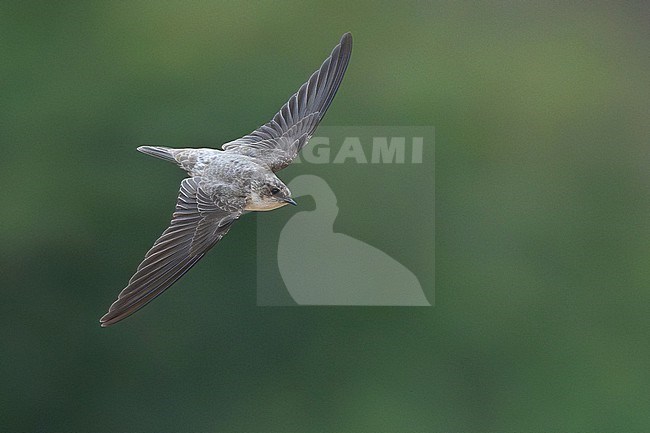 Pale Crag Martin (Ptyonoprogne obsoleta) wintering in Oman. stock-image by Agami/Sylvain Reyt,