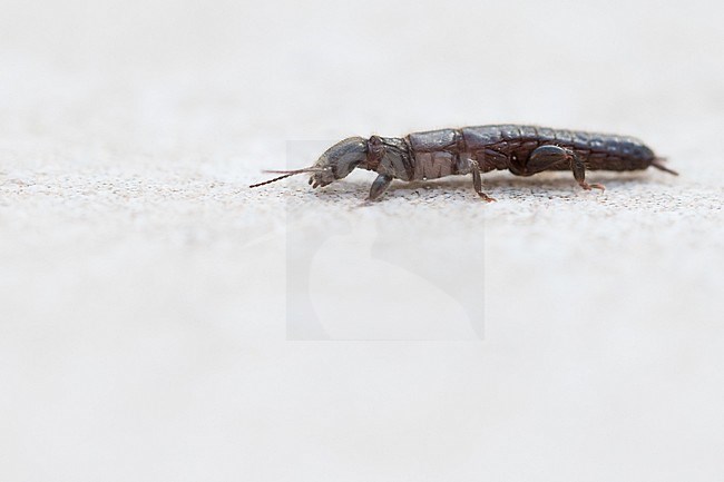 Embioptera - Footspinners - Tarsenspinner, France (Corsica) stock-image by Agami/Ralph Martin,