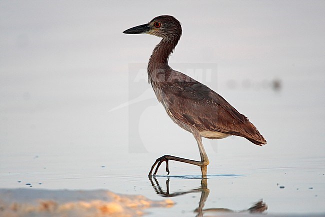 manual updated stock-image by Agami/Wil Leurs,