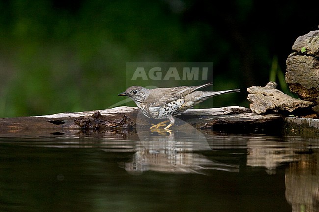 Grote Lijster bij drinkplaats; Mistle Thrush at drinking site stock-image by Agami/Marc Guyt,